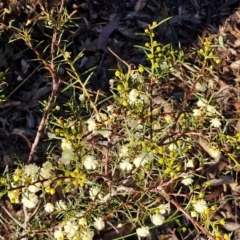 Acacia genistifolia at Governers Hill Recreation Reserve - 16 Jun 2024