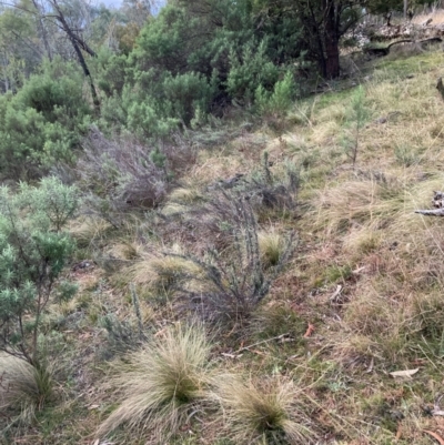 Nassella trichotoma (Serrated Tussock) at Mount Majura - 15 Jun 2024 by waltraud