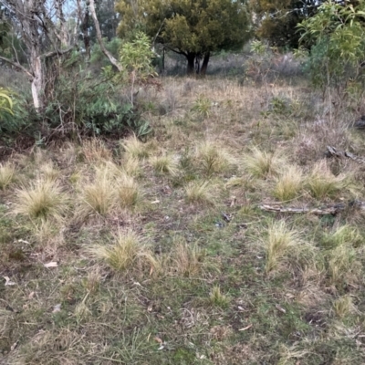 Nassella trichotoma (Serrated Tussock) at Mount Majura - 15 Jun 2024 by waltraud