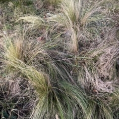 Nassella trichotoma at Mount Majura - 15 Jun 2024