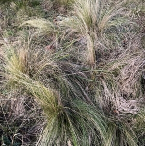 Nassella trichotoma at Mount Majura - 15 Jun 2024