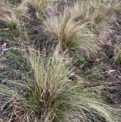 Nassella trichotoma at Mount Majura - 15 Jun 2024