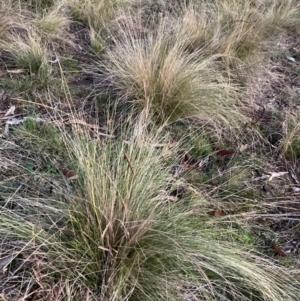 Nassella trichotoma at Mount Majura - 15 Jun 2024