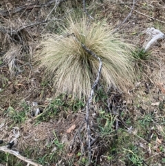 Nassella trichotoma (Serrated Tussock) at Mount Majura - 15 Jun 2024 by waltraud