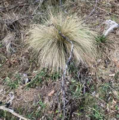 Nassella trichotoma (Serrated Tussock) at Mount Majura - 15 Jun 2024 by waltraud