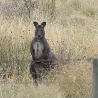 Osphranter robustus robustus (Eastern Wallaroo) at Tharwa, ACT - 13 Jun 2024 by Christine