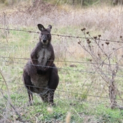 Osphranter robustus robustus at Tharwa, ACT - 13 Jun 2024 01:13 PM