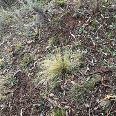 Nassella trichotoma (Serrated Tussock) at Mount Majura - 15 Jun 2024 by waltraud