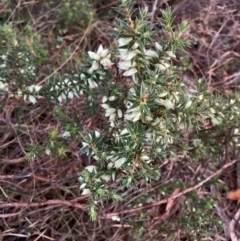 Melichrus urceolatus (Urn Heath) at Mount Majura - 15 Jun 2024 by waltraud