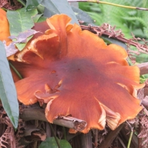 Armillaria luteobubalina at ANBG - 8 Jun 2024 02:38 PM