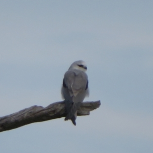 Elanus axillaris at Duffy, ACT - 13 Jun 2024