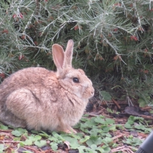 Oryctolagus cuniculus at ANBG - 15 Jun 2024