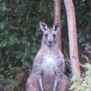 Macropus giganteus at ANBG - 15 Jun 2024