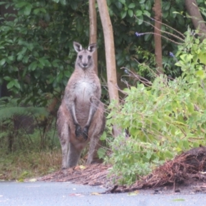 Macropus giganteus at ANBG - 15 Jun 2024