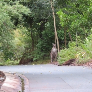 Macropus giganteus at ANBG - 15 Jun 2024 10:05 AM