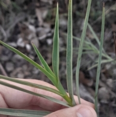 Stypandra glauca (Nodding Blue Lily) at Black Mountain - 10 Jun 2024 by Venture