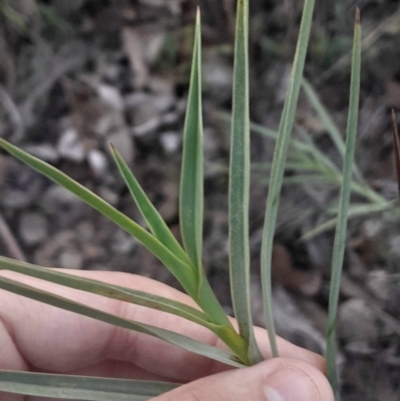 Stypandra glauca (Nodding Blue Lily) at Black Mountain - 10 Jun 2024 by Venture