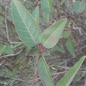 Hardenbergia violacea at Black Mountain - 10 Jun 2024 04:38 PM