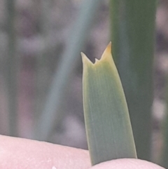 Lomandra longifolia at Black Mountain - 10 Jun 2024