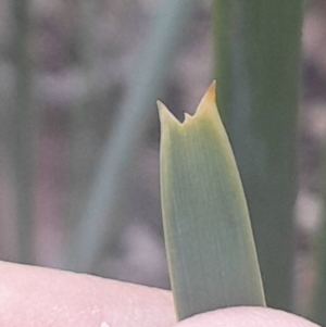 Lomandra longifolia at Black Mountain - 10 Jun 2024