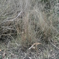 Juncus remotiflorus at Black Mountain - 10 Jun 2024 04:13 PM