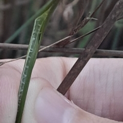 Juncus remotiflorus at Black Mountain - 10 Jun 2024 04:13 PM