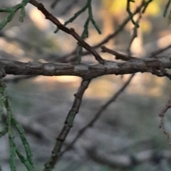 Callitris endlicheri (Black Cypress Pine) at Black Mountain - 10 Jun 2024 by Venture