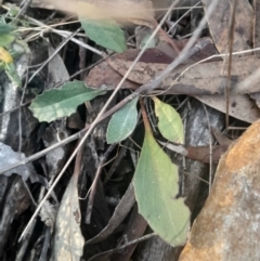 Goodenia hederacea subsp. hederacea (Ivy Goodenia, Forest Goodenia) at Black Mountain - 10 Jun 2024 by Venture