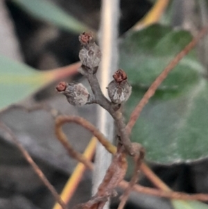 Cassytha pubescens at Black Mountain - 10 Jun 2024 03:55 PM