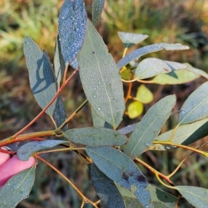 Eucalyptus melliodora at Mount Majura - 16 Jun 2024 10:07 AM