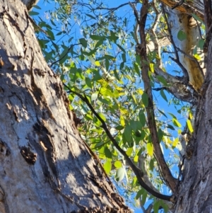 Eucalyptus melliodora at Mount Majura - 16 Jun 2024 10:07 AM