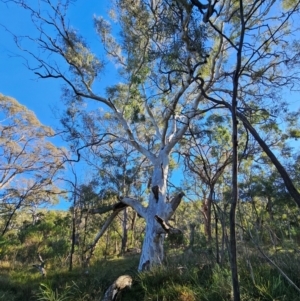 Eucalyptus mannifera subsp. mannifera at Mount Majura - 16 Jun 2024