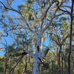 Eucalyptus mannifera subsp. mannifera at Mount Majura - 16 Jun 2024