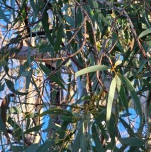 Eucalyptus mannifera subsp. mannifera at Mount Majura - 16 Jun 2024