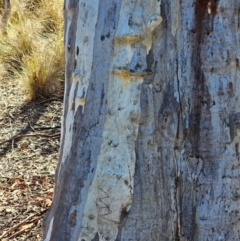 Eucalyptus rossii (Inland Scribbly Gum) at Mount Majura - 16 Jun 2024 by EcolCara37