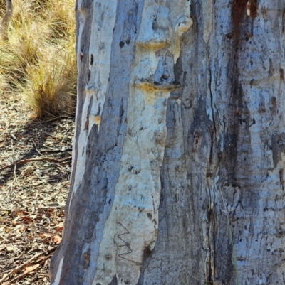 Eucalyptus rossii (Inland Scribbly Gum) at Mount Majura - 16 Jun 2024 by EcolCara37