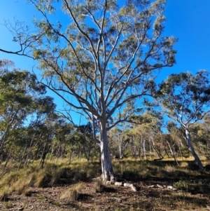 Eucalyptus rossii at Mount Majura - 16 Jun 2024 09:44 AM