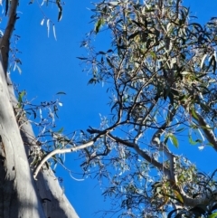 Eucalyptus rossii (Inland Scribbly Gum) at Mount Majura - 16 Jun 2024 by EcolCara37