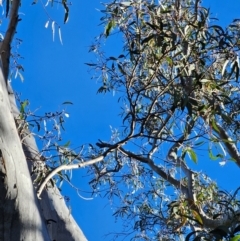 Eucalyptus rossii (Inland Scribbly Gum) at Mount Majura - 15 Jun 2024 by EcolCara37