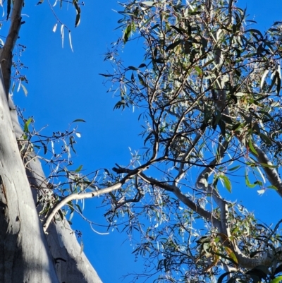 Eucalyptus rossii (Inland Scribbly Gum) at Mount Majura - 15 Jun 2024 by EcolCara37