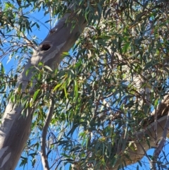 Eucalyptus rossii at Mount Majura - 16 Jun 2024