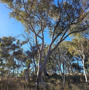 Eucalyptus rossii at Mount Majura - 16 Jun 2024