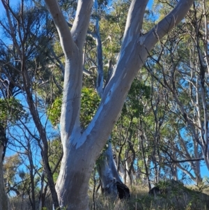 Eucalyptus rossii at Mount Majura - 16 Jun 2024