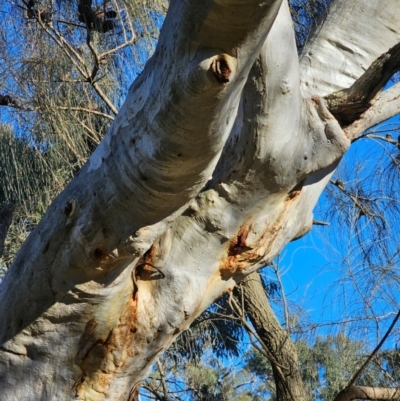 Eucalyptus rossii (Inland Scribbly Gum) at Mount Majura - 16 Jun 2024 by EcolCara37