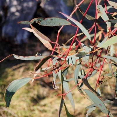 Eucalyptus rossii (Inland Scribbly Gum) at Mount Majura - 16 Jun 2024 by EcolCara37