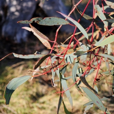 Eucalyptus rossii (Inland Scribbly Gum) at Mount Majura - 15 Jun 2024 by EcolCara37