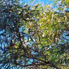 Eucalyptus rossii (Inland Scribbly Gum) at Mount Majura - 15 Jun 2024 by EcolCara37