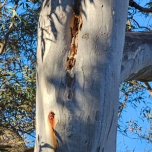 Eucalyptus rossii at Mount Majura - 16 Jun 2024