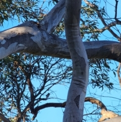 Eucalyptus rossii at Mount Majura - 16 Jun 2024