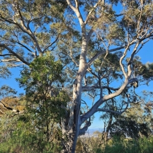 Eucalyptus rossii at Mount Majura - 16 Jun 2024